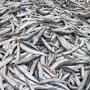 Хамса с земли: В Керчи объявили войну нелегальным продавцам рыбы
