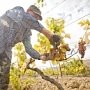 Урожай винограда в Крыму составил 67 тыс тонн