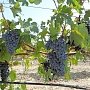 В Крыму убрали весь виноград. Урожайность в дважды ниже кубанской