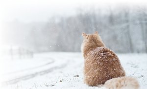 Какие опасности подстерегают наших питомцев зимой