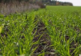 Всходы озимых зерновых получены на 94% площади сева, — Рюмшин