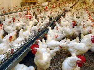 Ветеринары потребовали провести исследование на грипп у птиц из частной фермы в Крыму