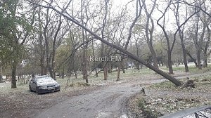 В Керчи дерево повисло над машиной