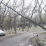 В Керчи дерево повисло над машиной