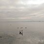 На пляже Сморжевского в Керчи зимуют лебеди