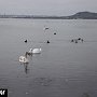 Лебеди на пляже в Керчи – фото от читательницы