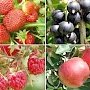 В Крыму собрано 111 тыс. тонн плодово-ягодной продукции