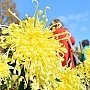 «Пусть всегда будет солнце»: в Никитском ботсаду выбрали королеву Бала хризантем