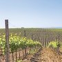 Крымские виноделы получили рекордный урожай