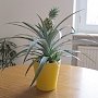 Экзотика на подоконнике: как вырастить в квартире ананас