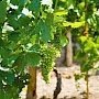 Крымские виноградари обсудили аспекты федерального закона для дальнейшего развития отрасли