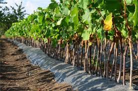 Крым станет пилотным регионом для создания проекта модернизации подотрасли виноградарства