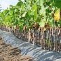 Крым станет пилотным регионом для создания проекта модернизации подотрасли виноградарства