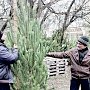 Сколько в Крыму стоит новогодняя елка?
