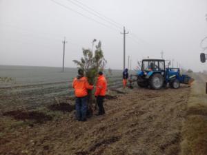 «Крымавтодор» за неделю высадит более 6 тыс деревьев вдоль крымских дорог