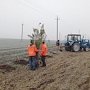 «Крымавтодор» за неделю высадит более 6 тыс деревьев вдоль крымских дорог