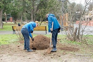 Двенадцать молодых деревьев высадили поблизости от сквера в Евпатории