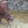 В парке миниатюр Бахчисарая родилась шотландская коровка