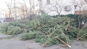 Куда сдать новогоднюю елку в Крыму?
