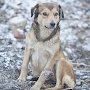 В Севастополе спасатели сняли со скалы собаку, просидевшую на ней двое суток