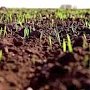 Озимые всходы начали «подкармливать» аграрии Крыма