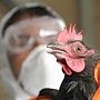 Россельхознадзор Крыма предупреждает: птичий грипп в Южном федеральном округе