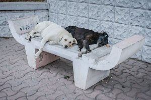 Валерий Иванов: о прививках, приманках и новом законе