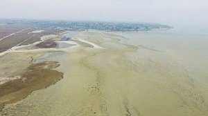 Перекрытие Украиной Северо-Крымского канала обернулось экологической катастрофой на озере Сиваш