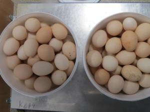 В Алуште специалисты ветеринарного надзора изъяли 249 яиц без документов