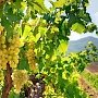 В проект закона о развитии виноградарства и виноделия внесли более 160 правок