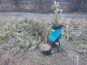 Симферопольцы сдали на переработку более 500 новогодних деревьев в рамках акции «Ёлковорот»