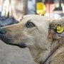 На 1 января работы по отлову и стерилизации безнадзорных собак в Бахчисарае завершены на сумму 898 тыс руб