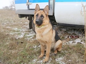 В Бахчисарайском районе служебная собака Юта вывела полицейских на след бандита