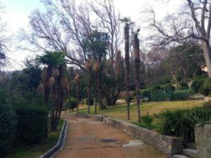 200-летние веерные пальмы из Алупкинского парка отправятся «на покой»