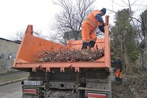 В крымской столице вновь обрезали деревья