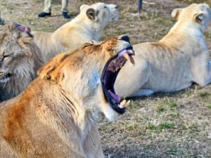 В Ялтинском зоопарке «Сказка» отказались показать для осмотра львицу Боню ветеринарам