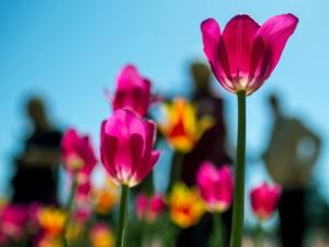 Около ста тыс. тюльпанов расцветут весной в Никитском ботаническом саду