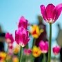 Около ста тыс. тюльпанов расцветут весной в Никитском ботаническом саду