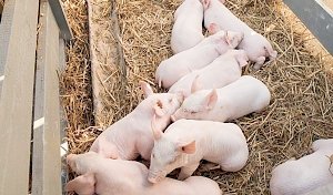 Что год Свиньи несёт свиноводству Крыма