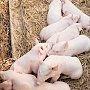 Что год Свиньи несёт свиноводству Крыма