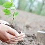 Минприроды Крыма высадит деревья в посёлке Гвардейское