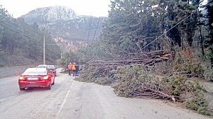 В Алуште дерево упало на троллейбусные провода