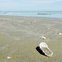 Отдыхающим напомнили, что муниципальный пляж в Береговом закрыт для визиты