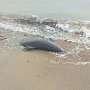 В Крыму гибнут дельфины – с каждым месяцем всё больше
