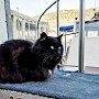 Красивые и сытые: Балаклавские коты