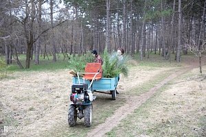 В КФУ высадили уникальные деревья