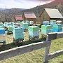 На пасеке в Терновке лечат жужжанием пчел