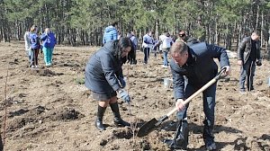 Приуроченную к 5-летию воссоединения с Россией акцию по высадке саженцев деревьев провели в Крыму