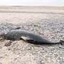 Биологи: Крымские рыбаки убивают краснокнижных дельфинов сотнями