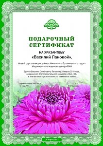 Никитский сад подарил легендарному актёру хризантему «Василий Лановой»